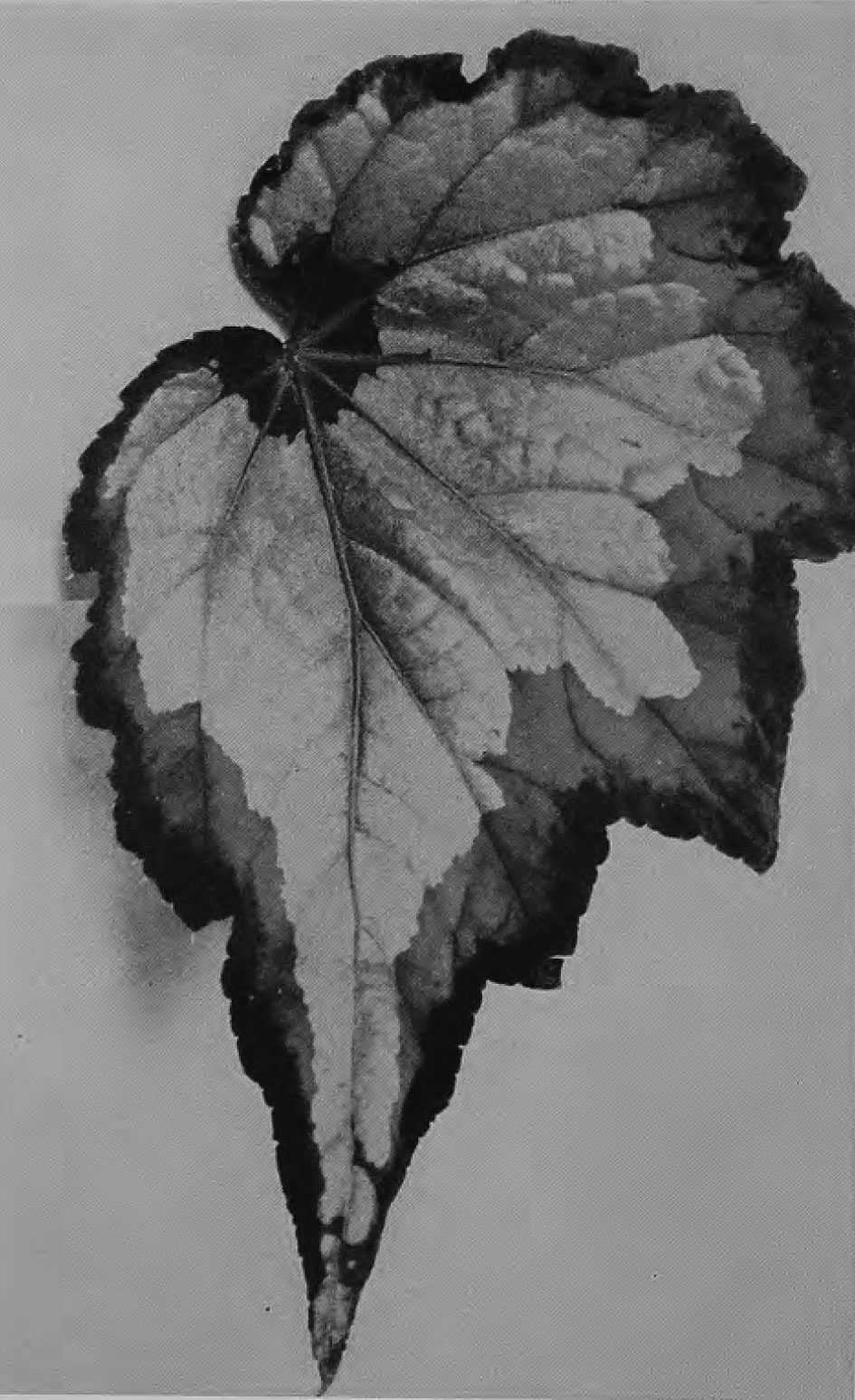B. ‘Butterfly’